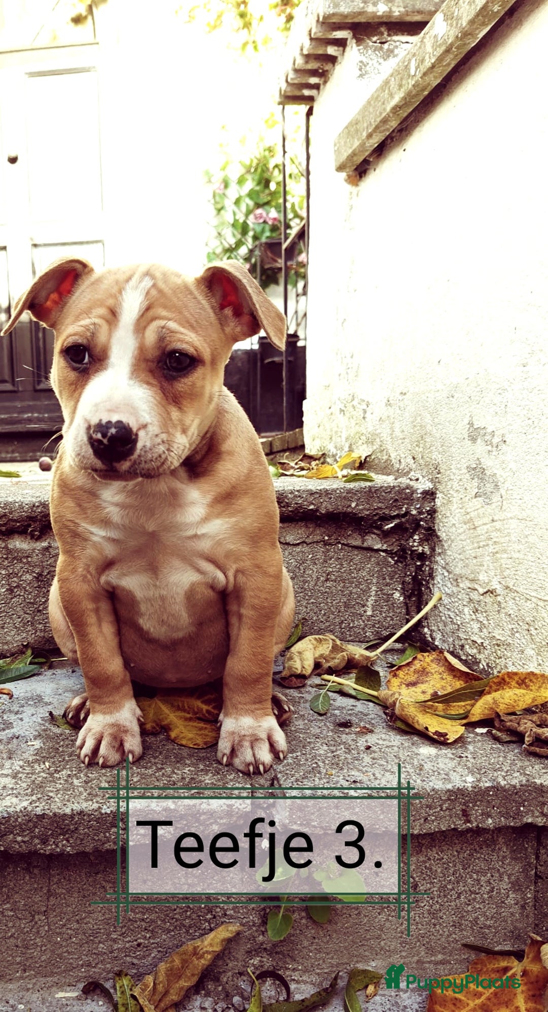 American Staffordshire Terriër honden te koop: Amerikaanse stafford pups  - Advertentie 5