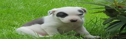 Kruising honden te koop: Border Collie Kruising pups  in Onstwedde - Advertentie 6