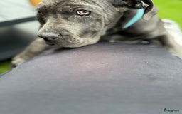Cane Corso honden te koop: Cane Corso puppy's van 2 maanden oud te koop in Stad aan 't Haringvliet - Afbeelding 6