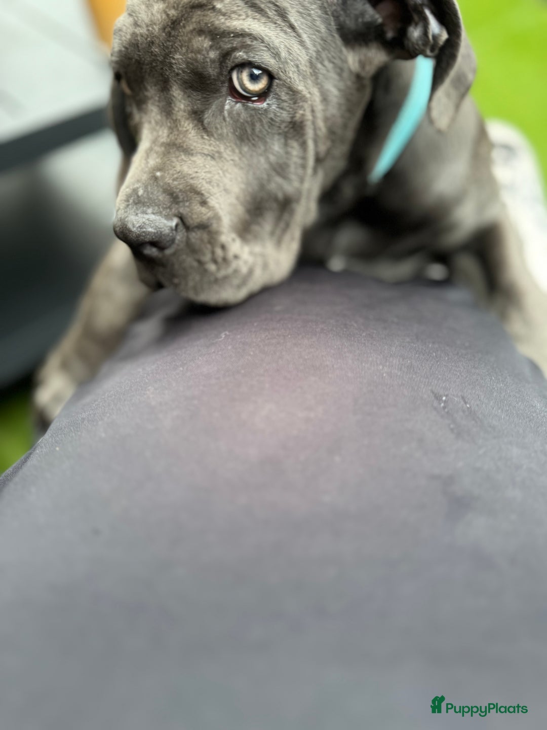 Cane Corso honden te koop: Cane Corso puppy's van 2 maanden oud te koop in Stad aan 't Haringvliet - Afbeelding 6