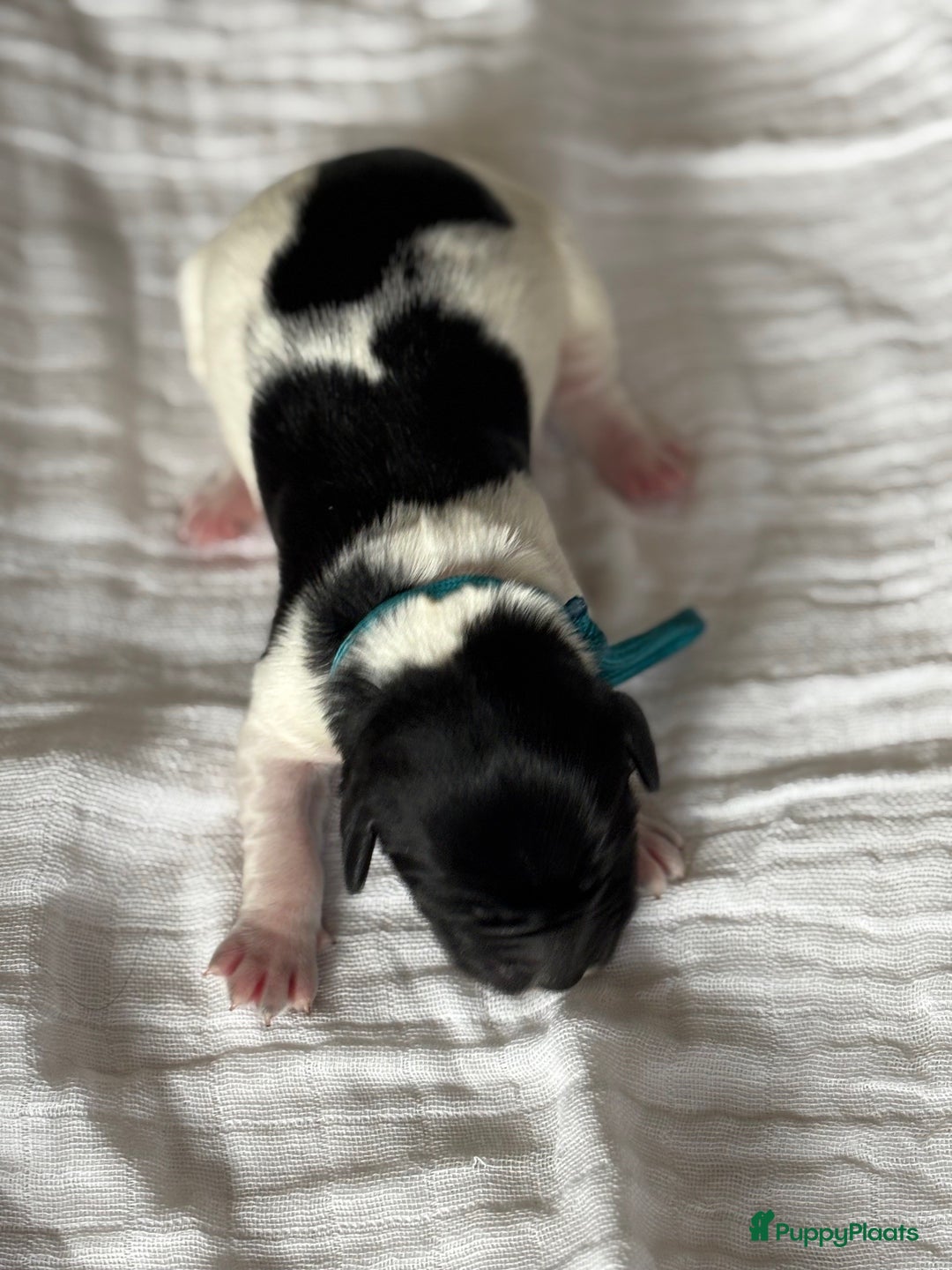 Friese Stabij honden te koop: Puppies Friese Stabij - Advertentie 7