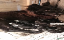 Kruising honden te koop: Prachtige pups Herdermix X Altdeutsche Hütehund  - Afbeelding 14