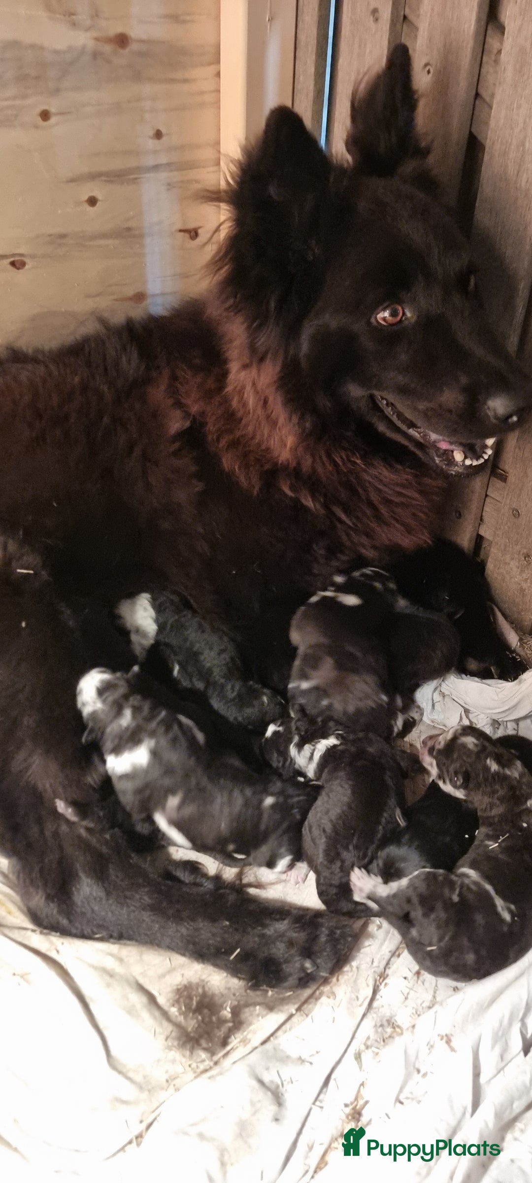 Kruising honden te koop: Prachtige pups Herdermix X Altdeutsche Hütehund  - Afbeelding 14