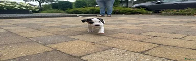 Jack Russel Terriër 5