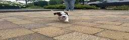 Jack Russel Terriër honden te koop: Jack Russell pups te koop - Advertentie 18