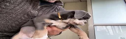Old English Bulldog honden te koop: Prachtige Bulldog puppies - Advertentie 3