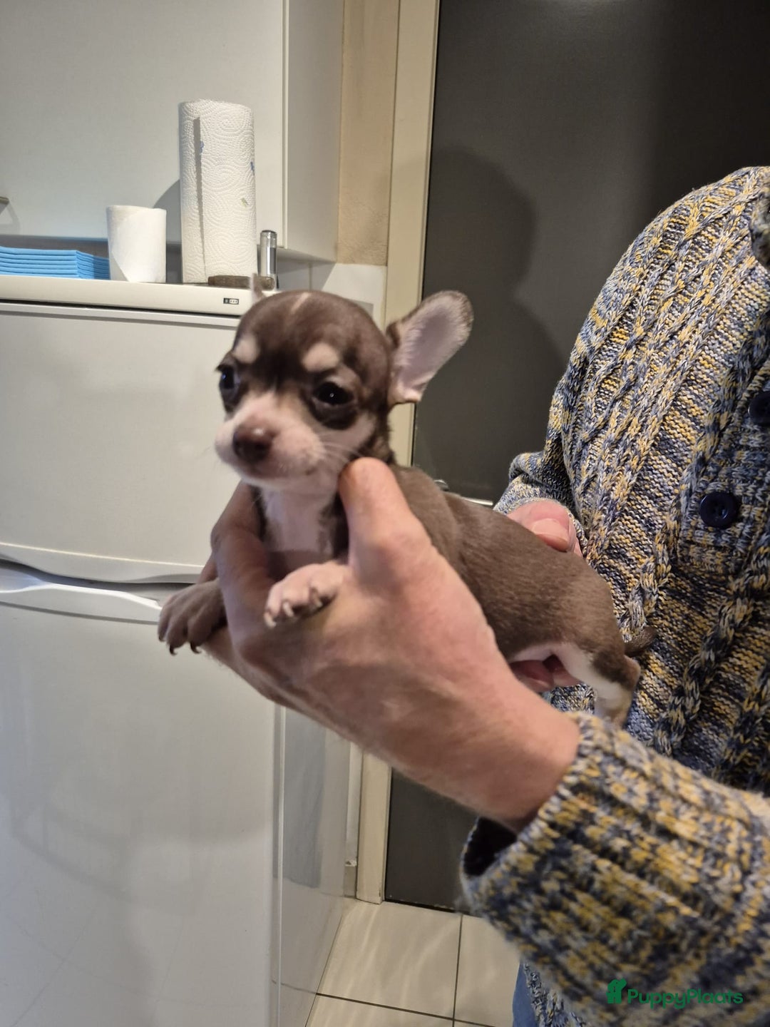 Chihuahua honden te koop: KORTHARIGE CHIHUAHUAPUPS - Advertentie 7