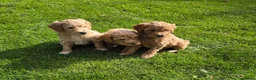 Kruising honden te koop: Labradoodle pups kleine medium F3 abrikoos  - Advertentie 2