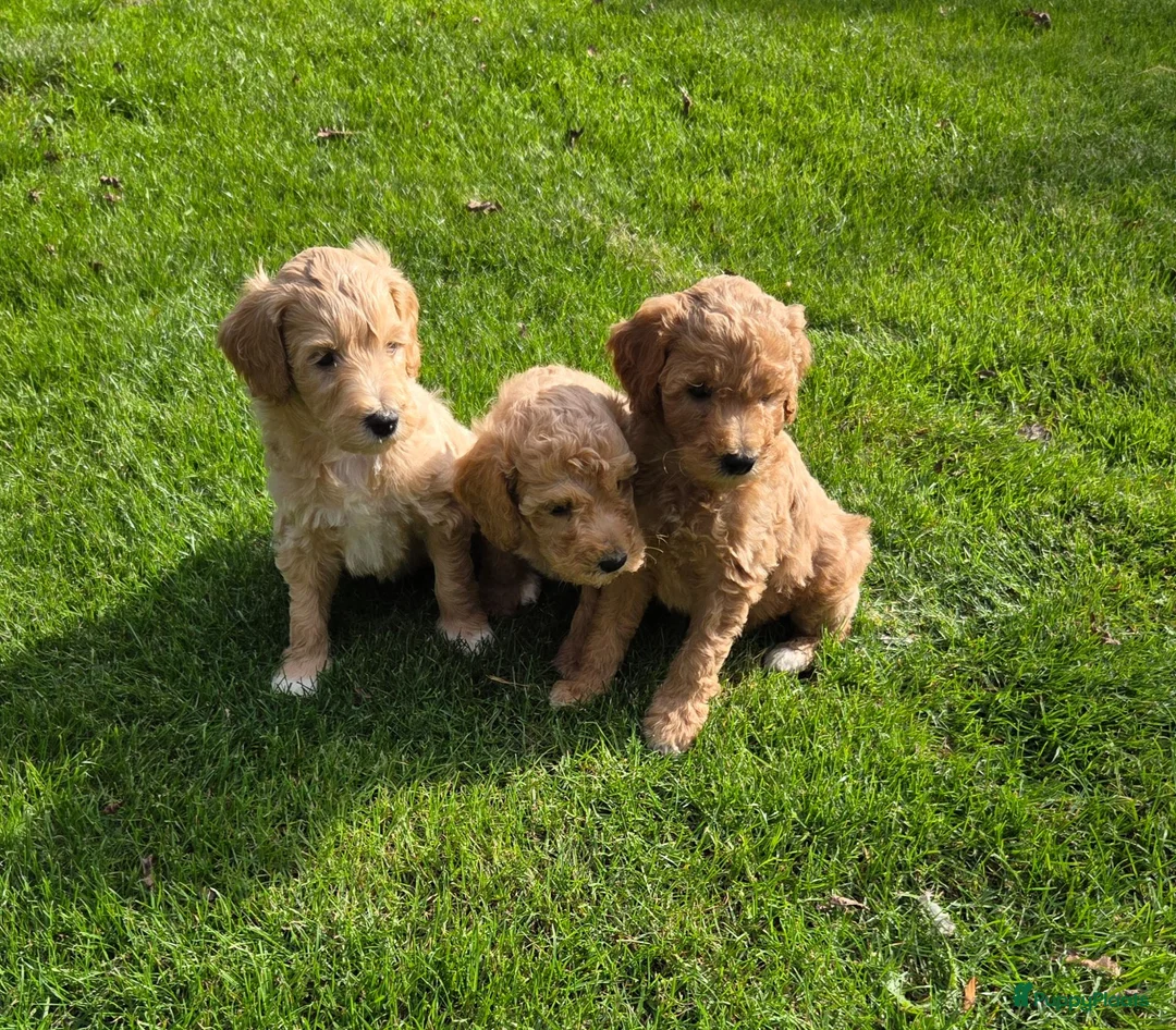 Kruising honden te koop: Labradoodle pups kleine medium F3 abrikoos  - Advertentie 2