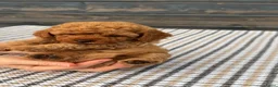 Poedel Toy honden te koop: Toypoedel pups  - Advertentie 3