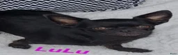 Chihuahua honden te koop: 4 mooie chihuahua pups - Advertentie 6