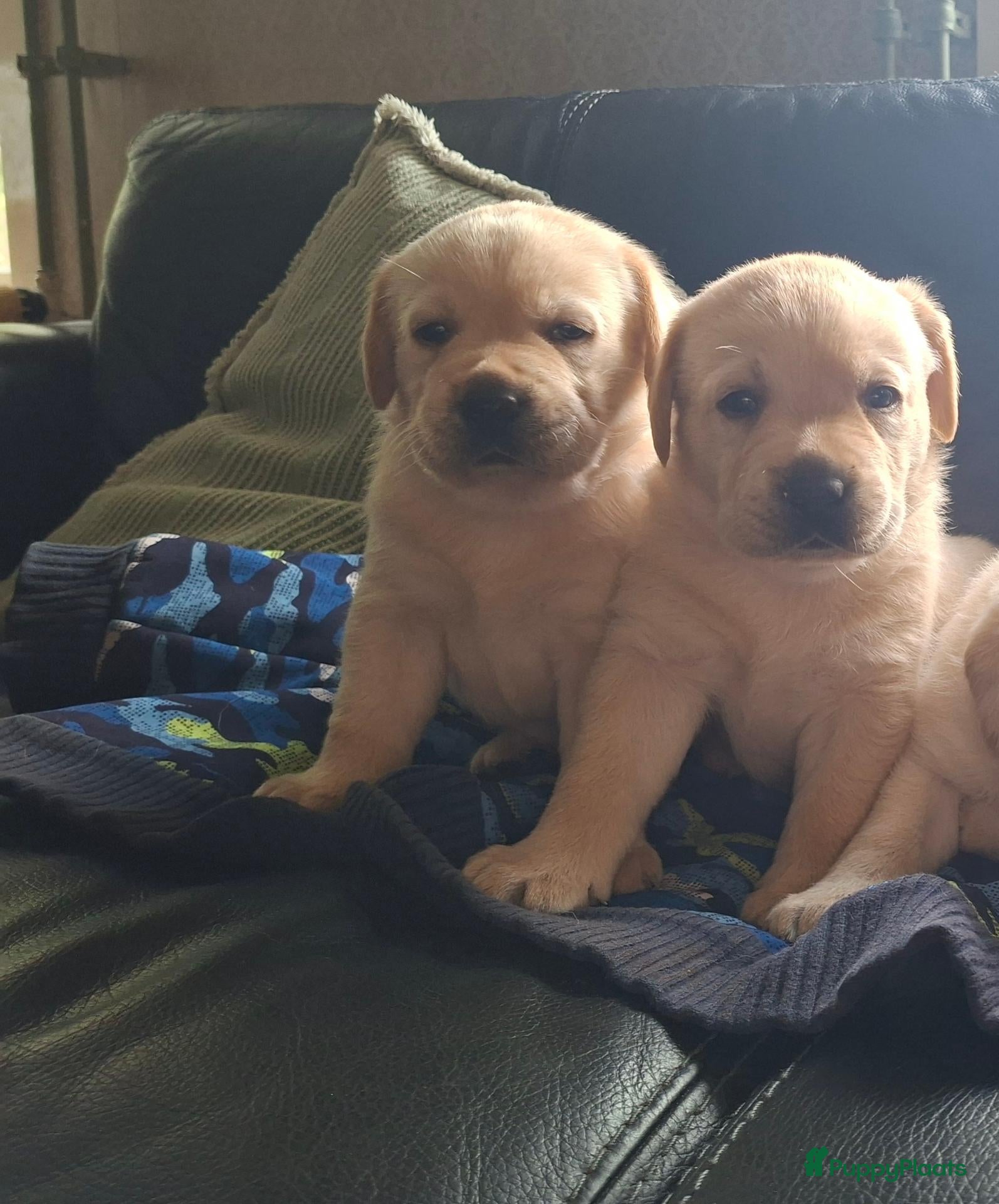 Labrador Retriever honden Raszuivere labrador retriever pup stamboom  - Advertentie 2