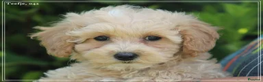 Maltipoo Puppy 3