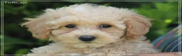 Maltipoo honden te koop: Knappe Maltipoo pups. - Advertentie 23