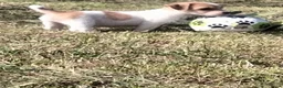 Jack Russel Terriër honden te koop: Jack russell pups met Stamboom!! - Advertentie 8