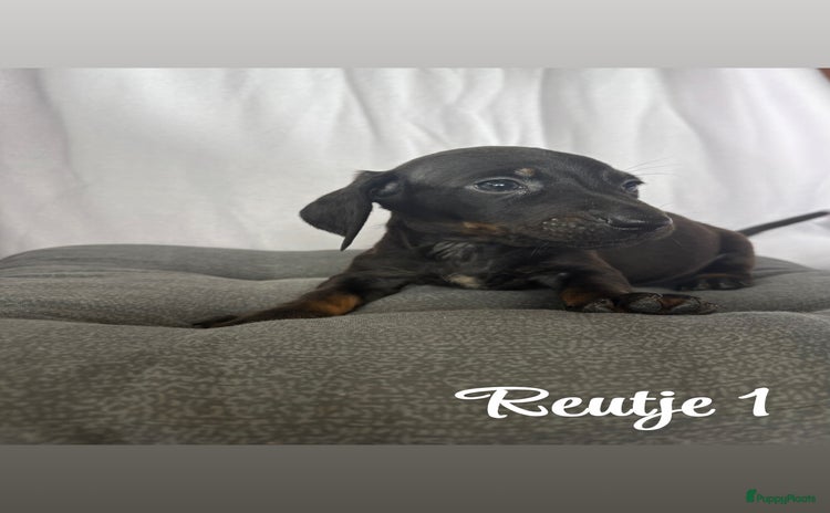 Teckel (korthaar)  honden - Advertentie 1