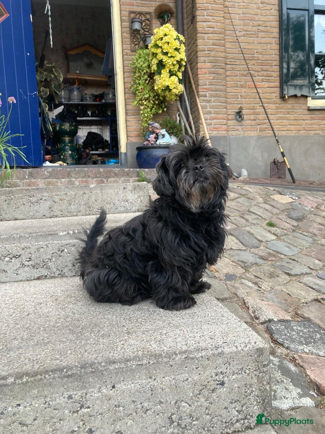 Kruising honden te koop: Kruising Boomer chihuahua !!nog twee beschikbaar!! - Advertentie 24