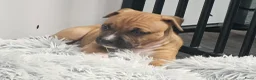 American Staffordshire Terriër honden te koop: Prachtige nestje amstaff pups - Advertentie 22