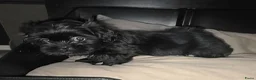 Kruising honden te koop: Shadow 🖤 Shih-Tzu/Boomer pup. Nieuwe foto's  - Advertentie 2