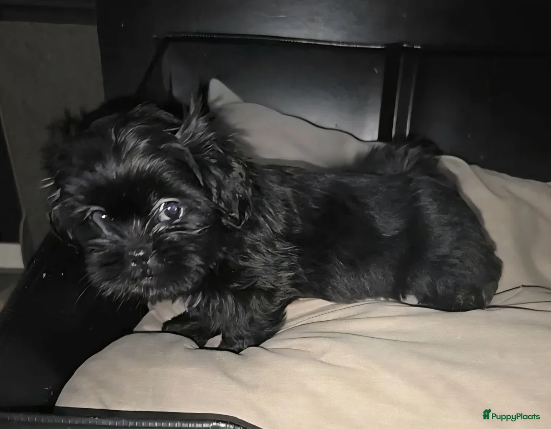 Kruising honden te koop: Shadow 🖤 Shih-Tzu/Boomer pup. Nieuwe foto's  - Advertentie 2