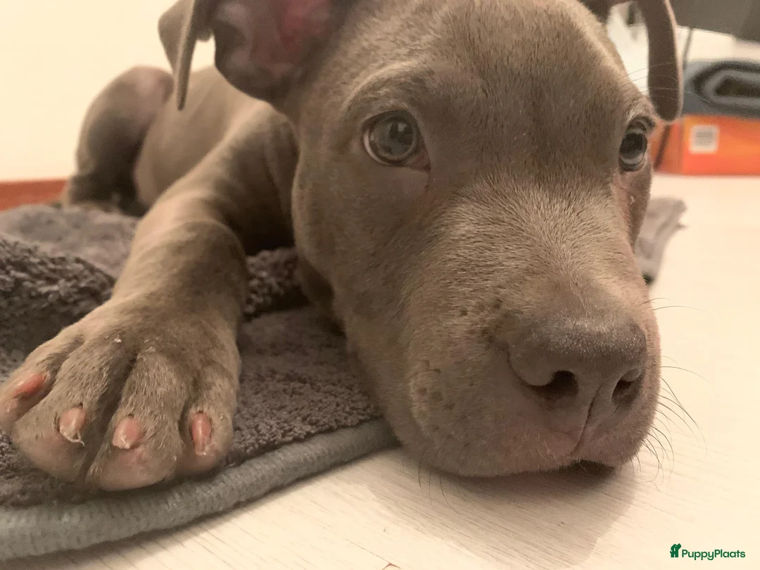 American Staffordshire Terriër honden ter dekking: American Staffordshire Terrier Reu  voor dekking - Advertentie 6