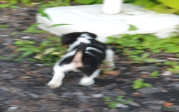 Jack Russel Terriër honden te koop: Lieve ruwharige JACK RUSSELTJES Laagbenig, dď - Afbeelding 3