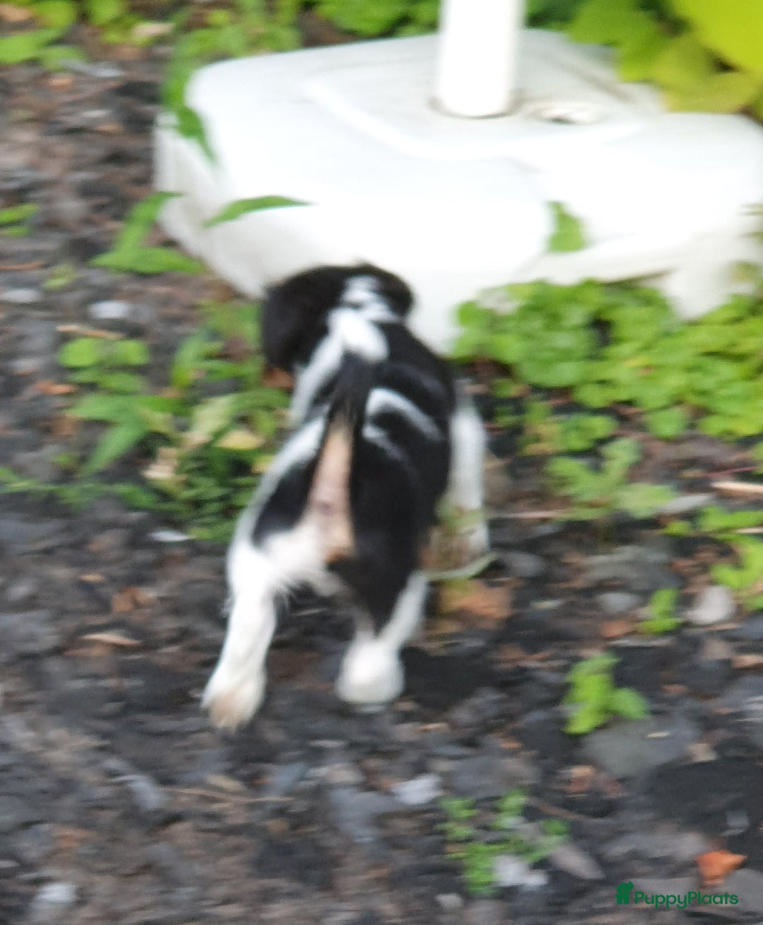 Jack Russel Terriër honden te koop: Lieve ruwharige JACK RUSSELTJES Laagbenig, dď - Afbeelding 3