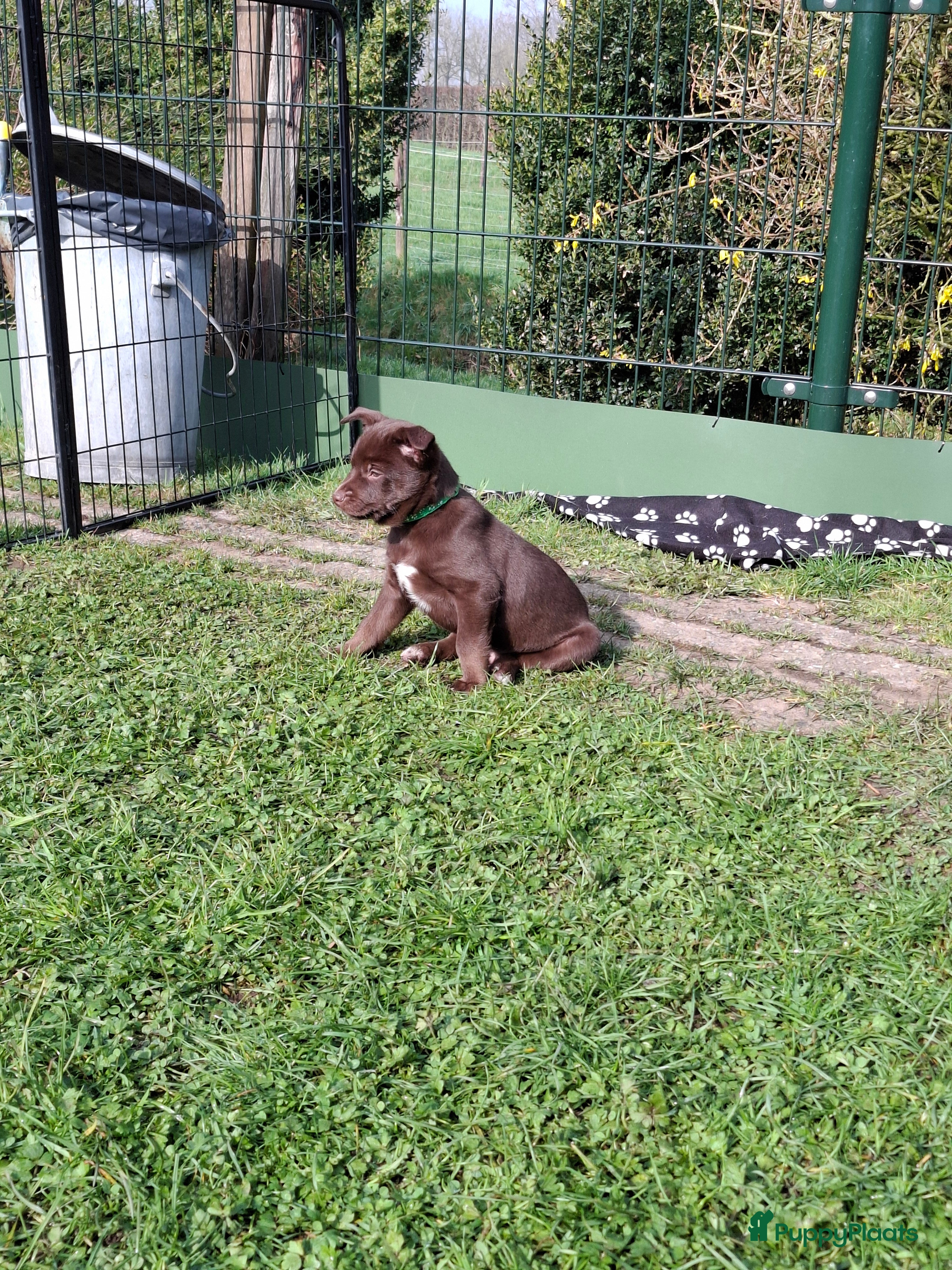 Australian Kelpie honden Mooie Australian Kelpie pups - Advertentie 1