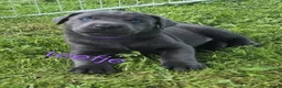 Labrador Retriever honden te koop: Prachtige Charcoal labrador pups in Jaarsveld - Advertentie 6