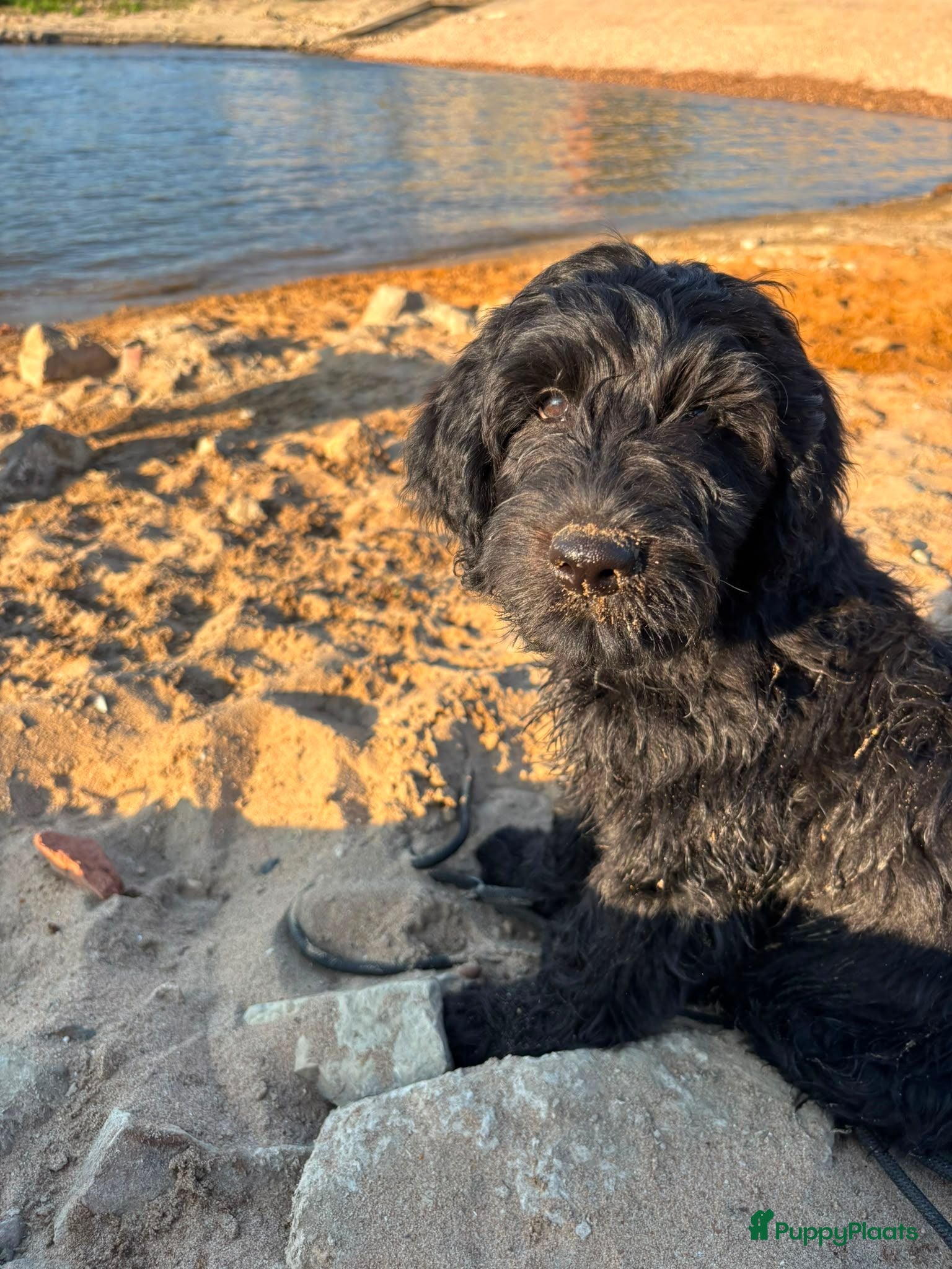 Labradoodle honden Labradoodle X Australian Goldendoodle / double   - Advertentie 2