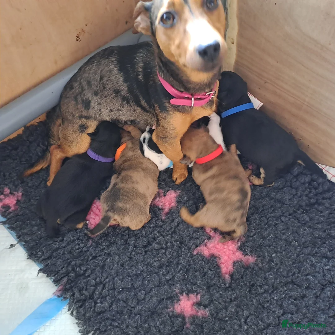 Jack Russel Terriër honden te koop: Zora&Sky's pups - Advertentie 1