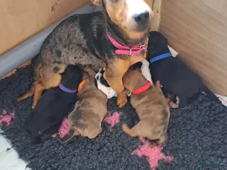 Jack Russel Terriër honden Zora&Sky's pups - Advertentie 2