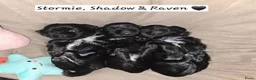 Kruising honden te koop: Shadow 🖤 Shih-Tzu/Boomer pup. Nieuwe foto's  - Advertentie 16