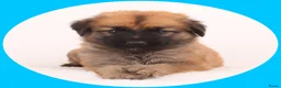 Kruising honden te koop: 9 pups Oudduitse herder x Golden retriever in Oosterbeek - Advertentie 12