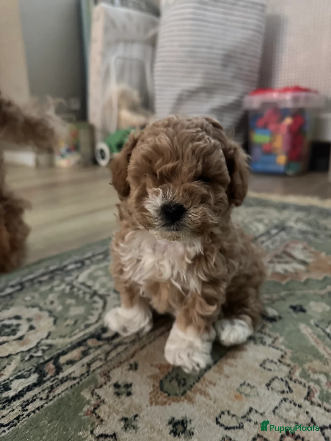 Poedel Toy honden te koop: Toy Poedel pups - Advertentie 12