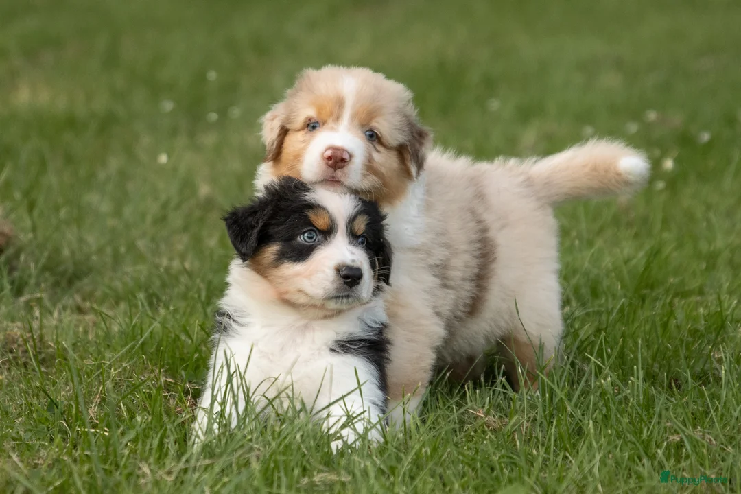 Australian Shepherd honden te koop: VERWACHT Australian Shepherd pupjes - Advertentie 1