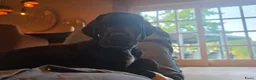 Duitse Dog honden te koop: Duitse dog teefje - Advertentie 2