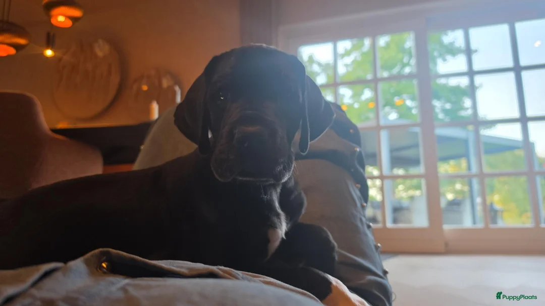 Duitse Dog honden te koop: Duitse dog teefje - Advertentie 2