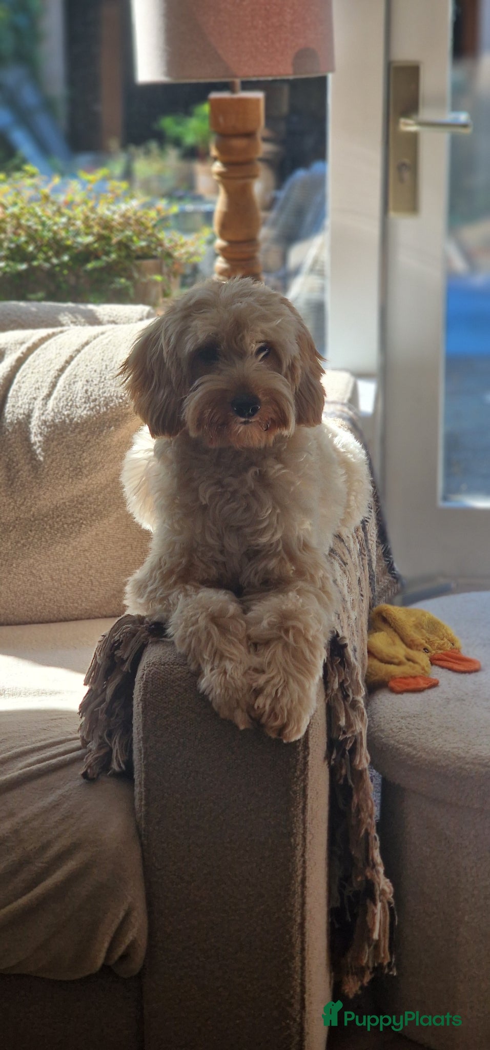 Australian Labradoodle honden te koop: Nestje Australian Labradoodles mini - Advertentie 19