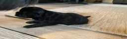 Shihpoo honden te koop: Prachtige shihpoo pups 1 reutje en 4 teefjes - Advertentie 14