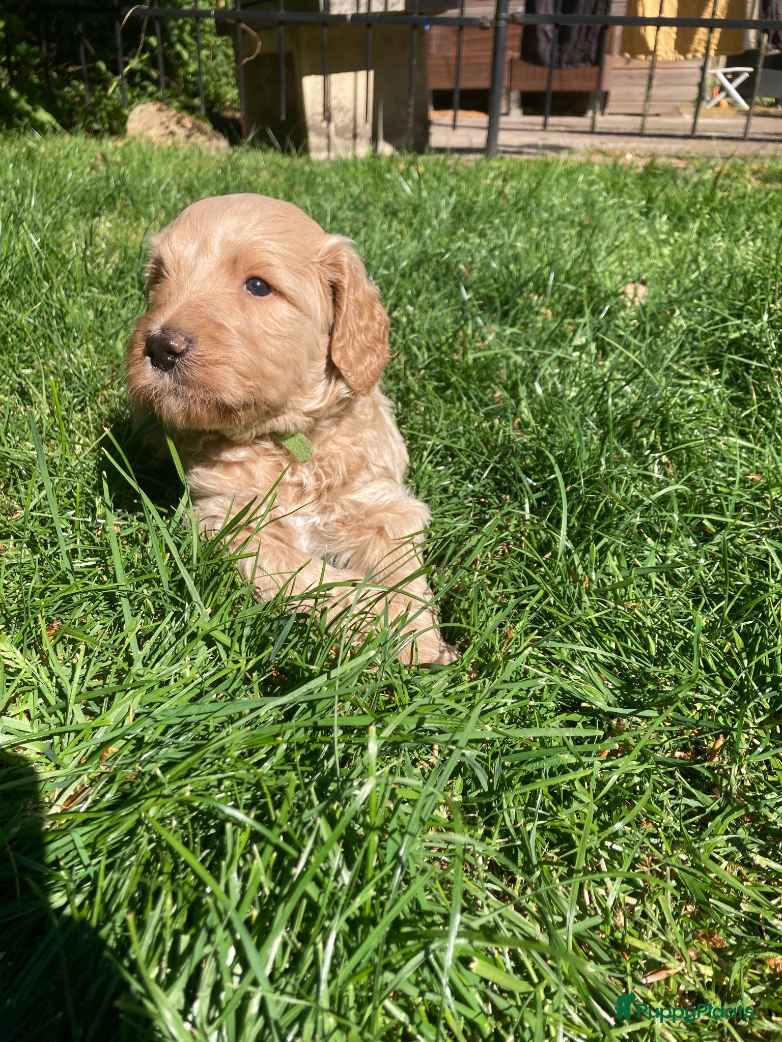 Australian Labradoodle honden Mooie Australiën labradoodles - Advertentie 2
