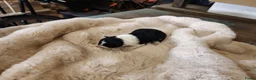 Border Collie honden te koop: Border Collie pups met FCI stamboom - Advertentie 3