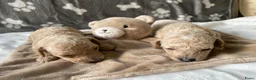 Poedel Toy honden te koop: Prachtig mooie toy poedel pupjes - Advertentie 8