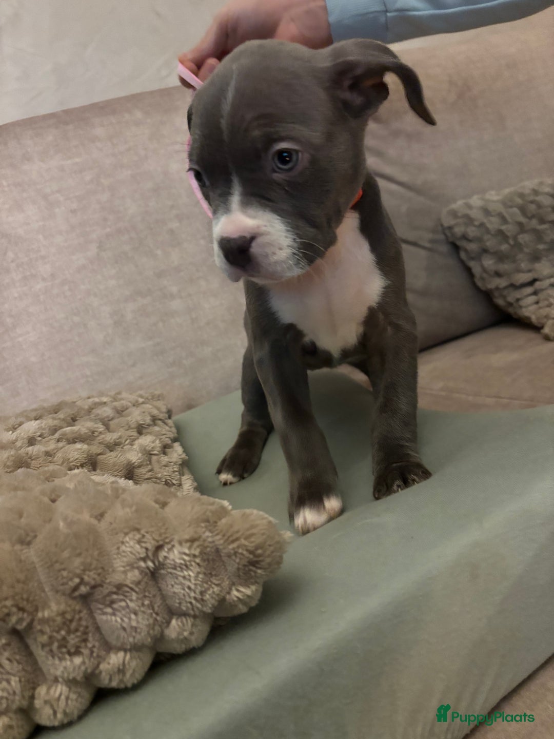 Amerikaanse Bully honden te koop: Amerikaanse bully xl - Advertentie 2