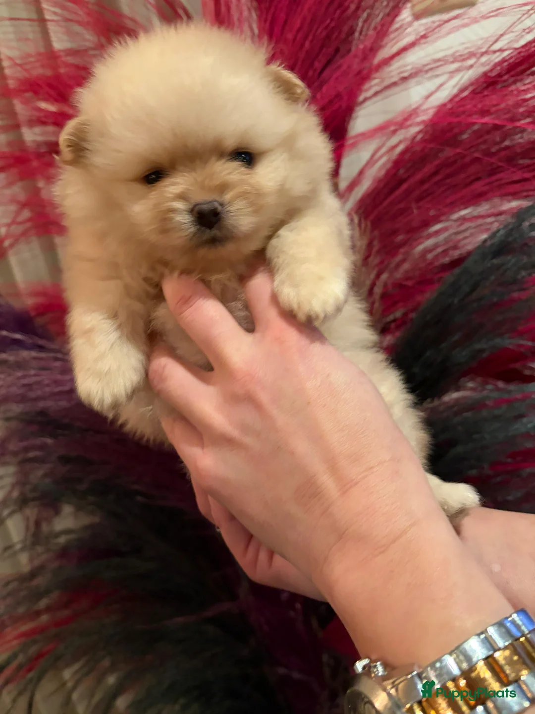 Pomeriaan honden te koop: Pomeriaan teefje ❤️ - Advertentie 7