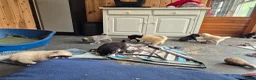 Kruising honden te koop: Pomsky x shiba inu (1/4) pups - Advertentie 22
