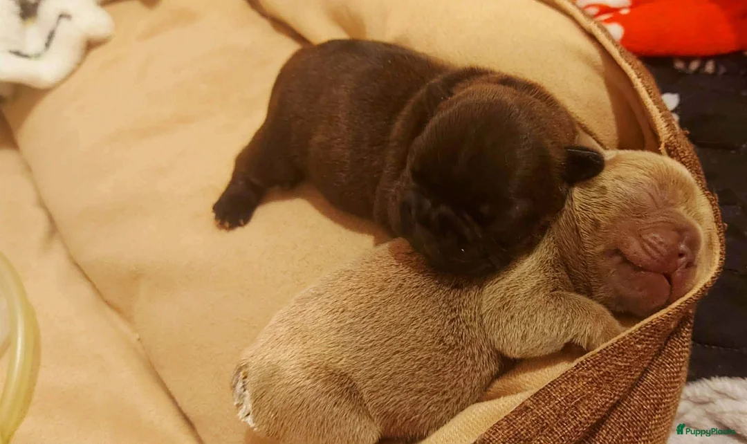 Franse Bulldog honden te koop: Prachtige Franse Bulldog pup met stamboom - Advertentie 4