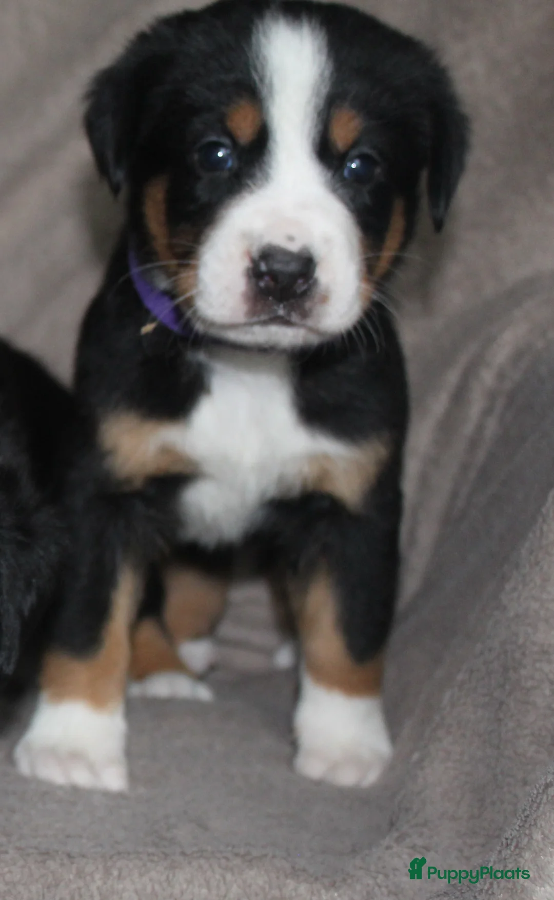 Grote Zwitserse Sennenhond honden te koop: Super leuke grote Zwitserse Sennen pups - Advertentie 22