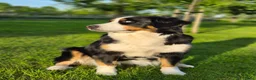 Berner Sennenhond honden te koop: Berner sennen pups - Advertentie 3