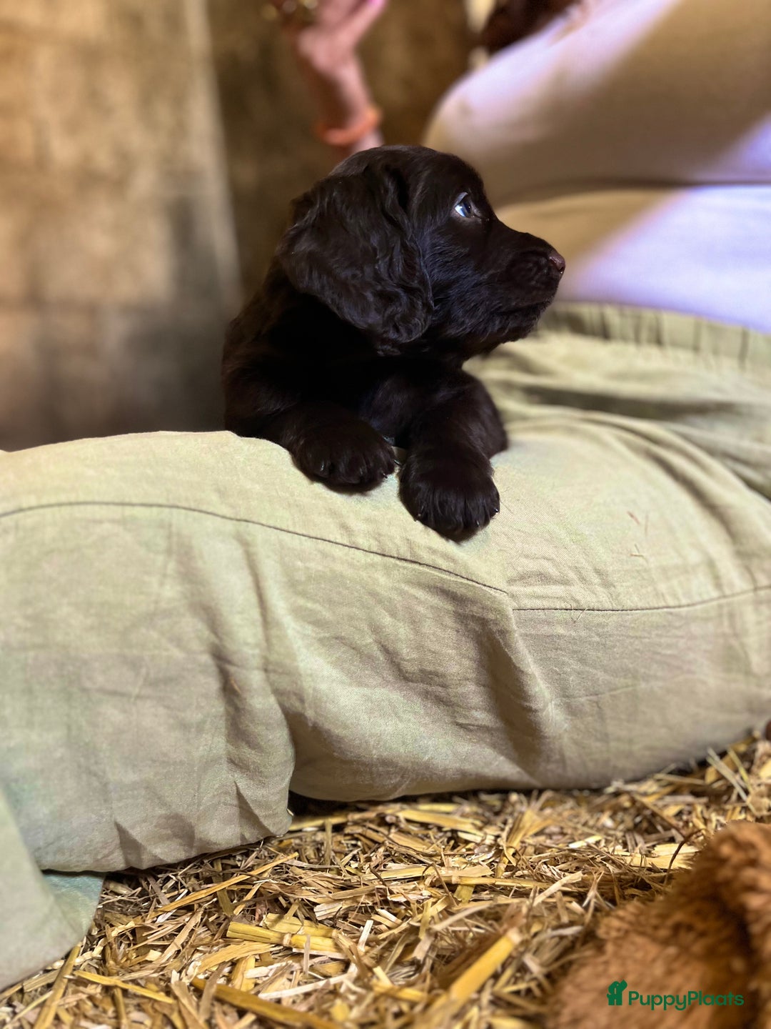 Duitse Staande Hond Langhaar honden te koop: Duitse Staande Langhaar pups - Afbeelding 2